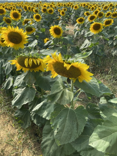 Sunflower 0120