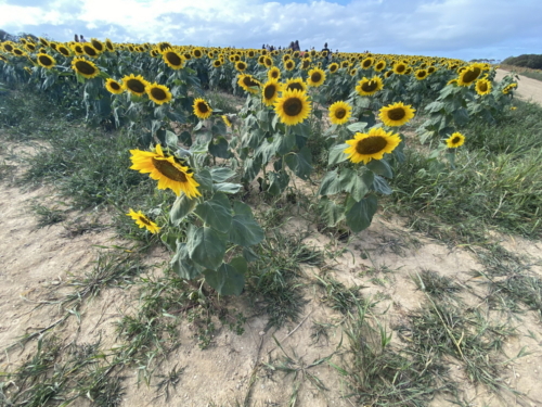 Sunflower 0143